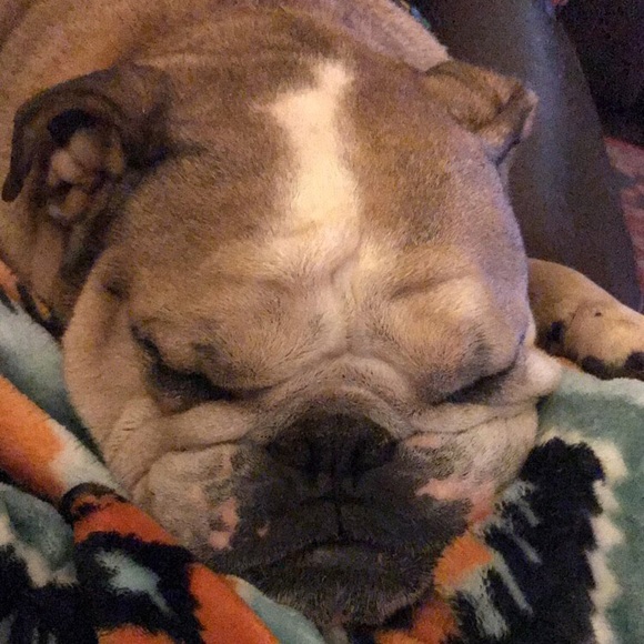 Meet your posher, Charvee - Picture 2 of 2